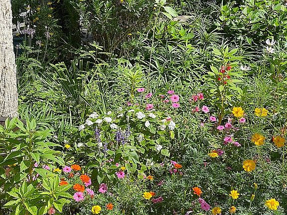 More flowers 