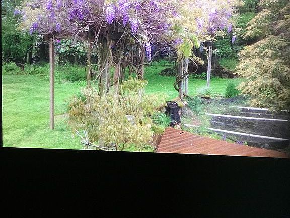 Wysteria Arbor & pond