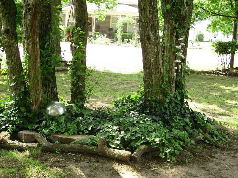 Orange Osage trees