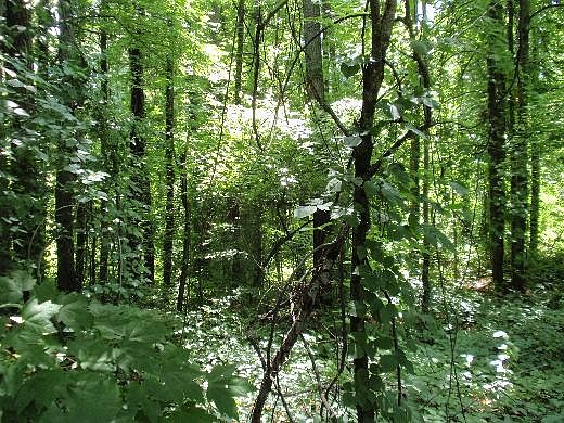 2nd image of Kiser Island Rd