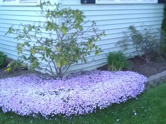 Flower bed in bloom
