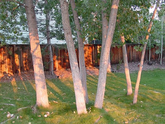 LRG, Lush tree filled backyard W/ lrg deck