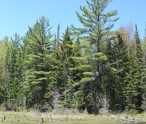 White pines.