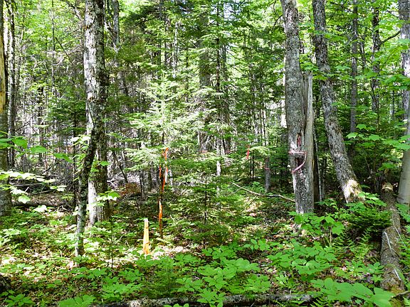 2nd image of MS03l17.3 Carry Pond Road