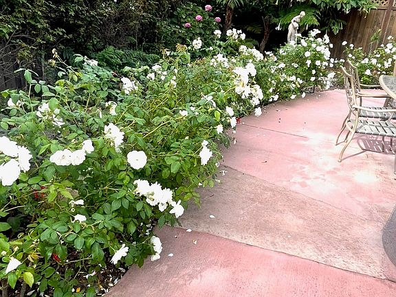 roses on the patio