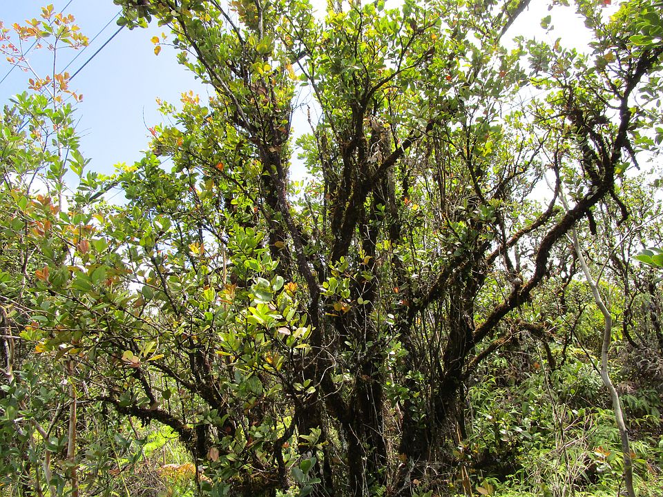 2nd image of Palainui Ave Lot 15
