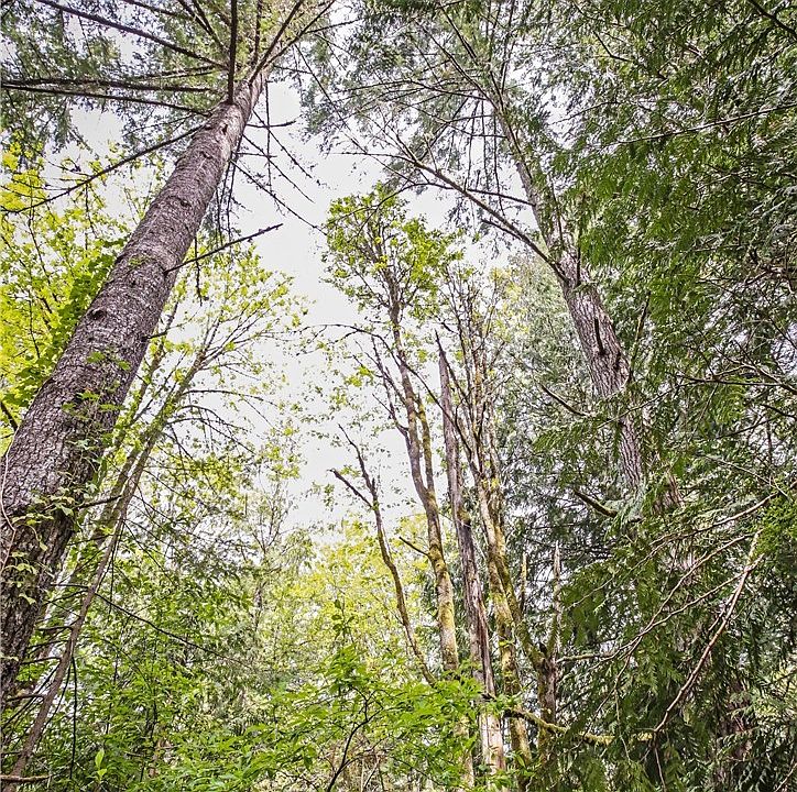 Gorgeous trees would provide privacy to your dream home