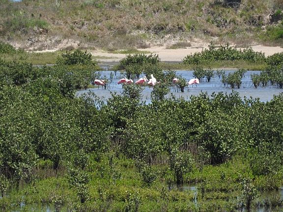 4th image of 58 Laguna Madre Dr