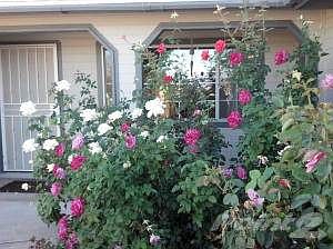 Pretty Roses in the Front