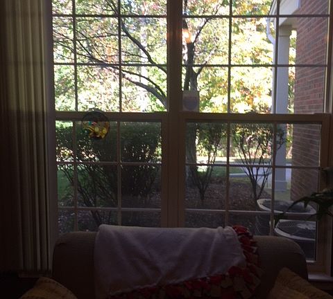 Wooded view from den