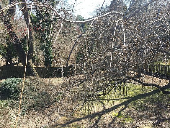 Large backyard, woods view 