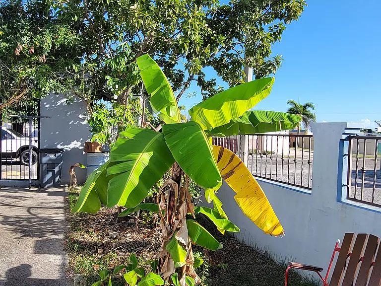 Plantain trees