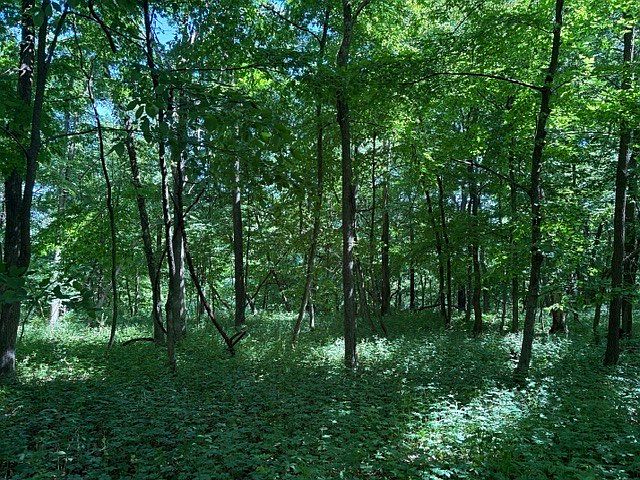 1st image of 15 Navajo Ct Lot 175
