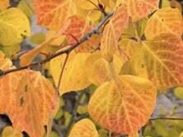 LOT 47 W Village Cir, Beaver, UT 84713