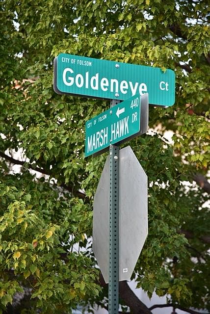 1st image of 1121 Goldeneye Ct
