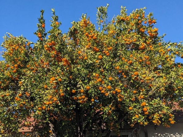 san-jose-california-443000889 picture