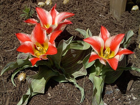 tulips are in front gardens