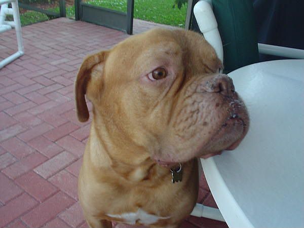 The dog of the house!!