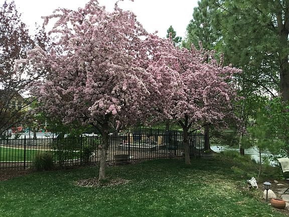 Flowering crab apple 