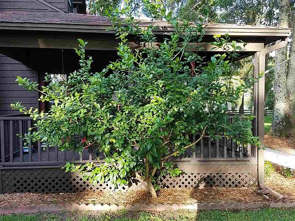 4th image of 1460 Rolling Oaks Dr
