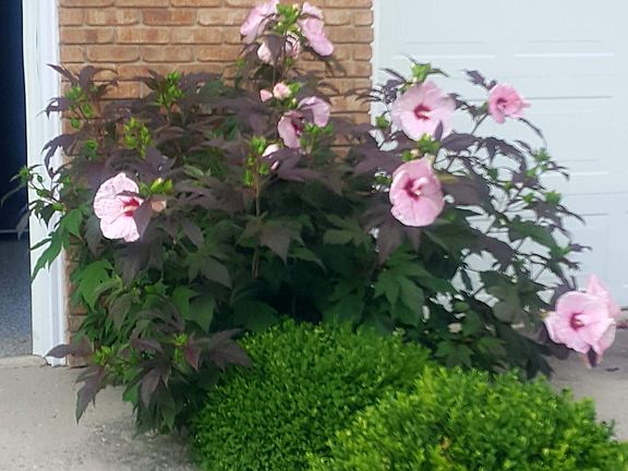 Hardy Hibiscus
