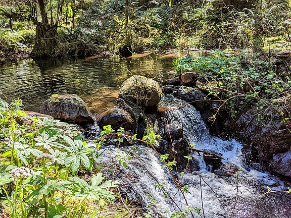 Natural Waterfall from the year round creak, with 4 ponds!