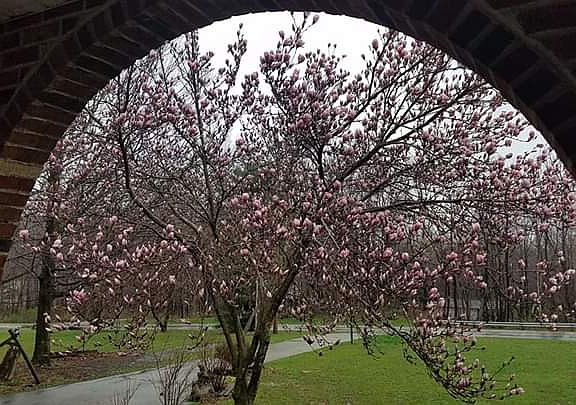  From porch, Saucer Magnolia