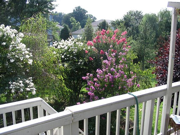 Backyard in Summer