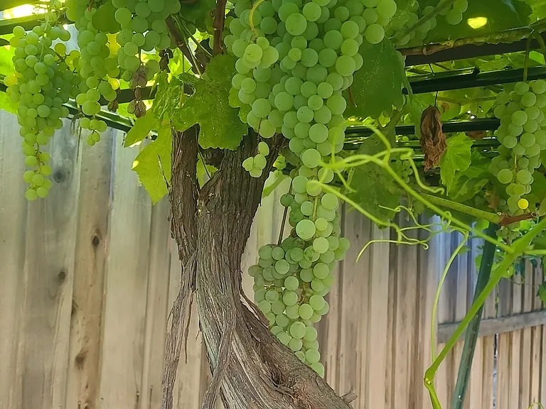 Backyard Grapes