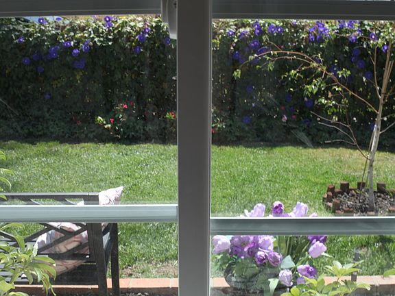 Front yard view from window