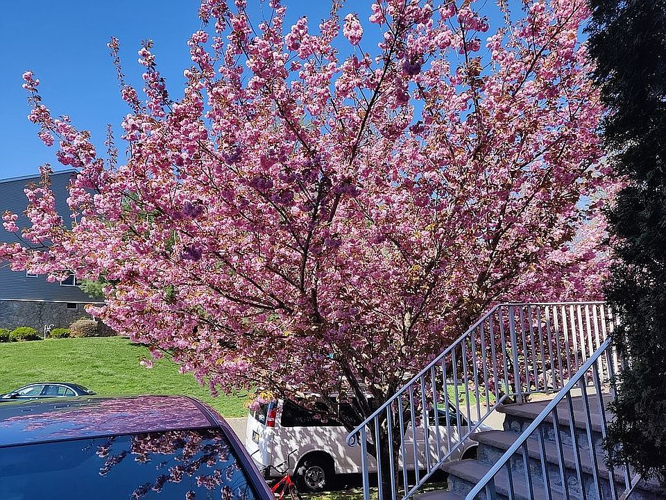 Cherry Blossom 3