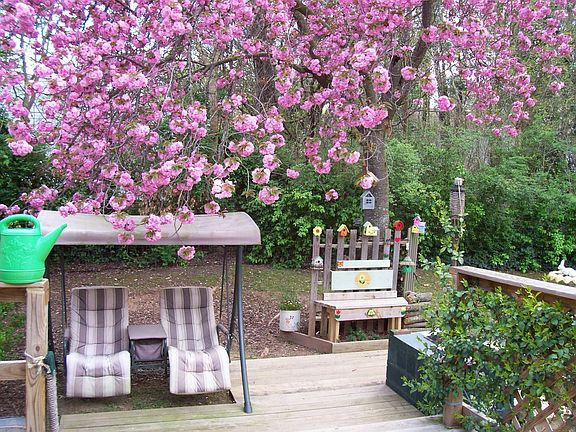 Cherry Tree in Blossom