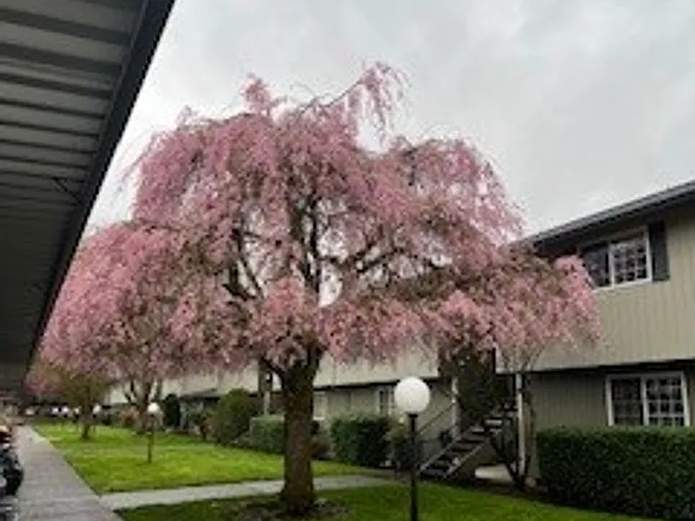 CASCADIAN EAST — Photo 9