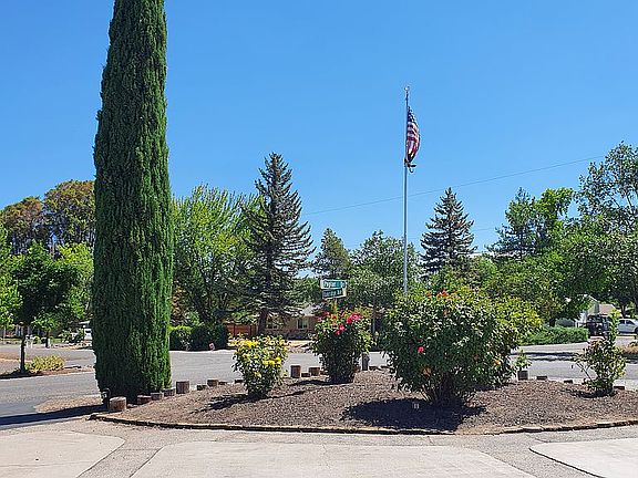 Magnificent mature roses