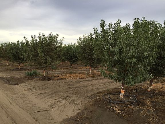  Almond Trees