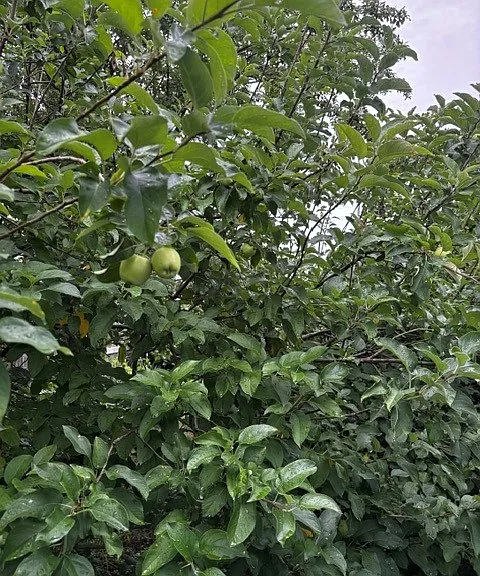 Orchard includes apples, plums, nectarines, figs and mulberries