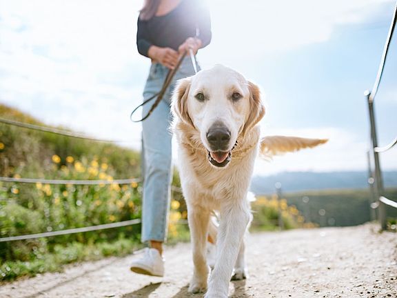 Planned dog path