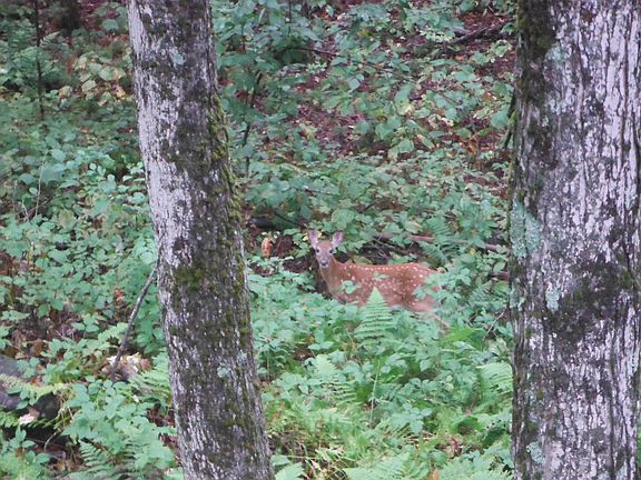 wildlife out your window