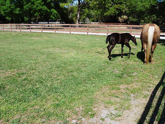 Front pasture