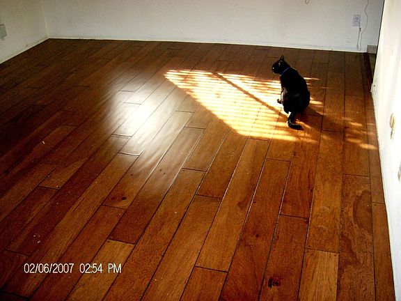 Hickory Plank Floor in living room (cat not included)