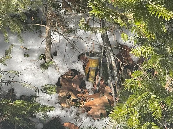 Lot 8 Forest Avenue, Machias, ME 04654