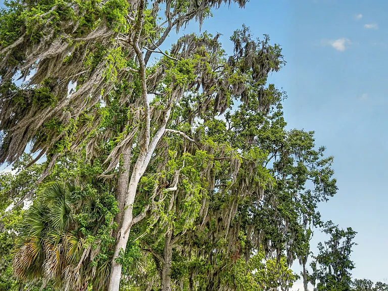 Southern Hammock — Photo 14