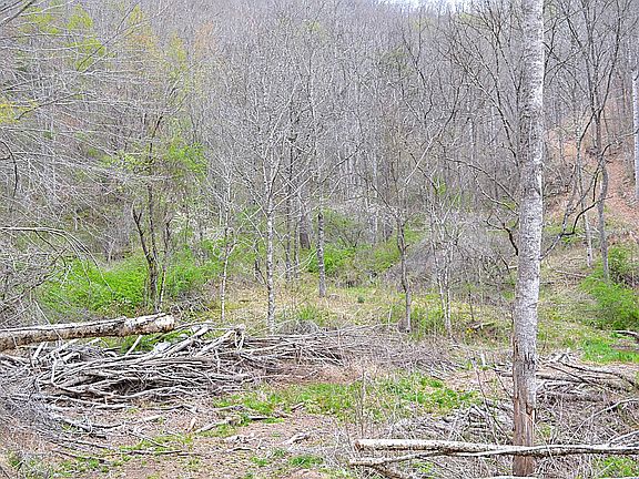 3rd image of Snake Run Rd