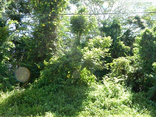 2nd image of N Kawakawa St