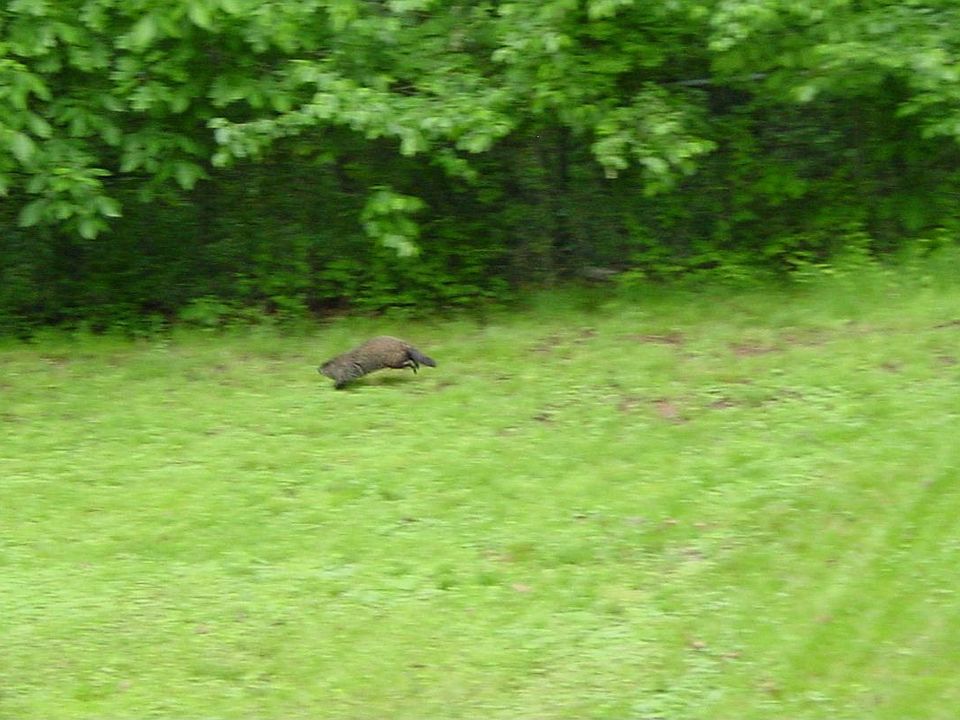 Sonic the Groundhog