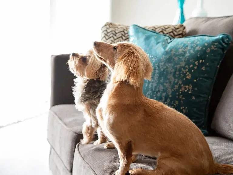Pet Friendly offering Pet Spa and Bark Park