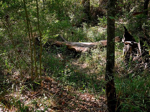 3rd image of 9948 Richardson Rd