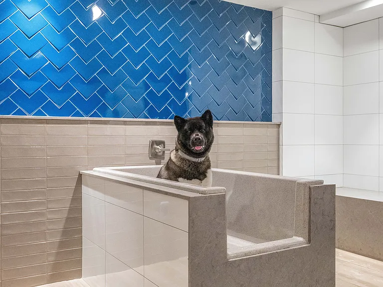 Chic pet washing station with vibrant blue chevron tiles, perfect for pampering your furry friend in style.