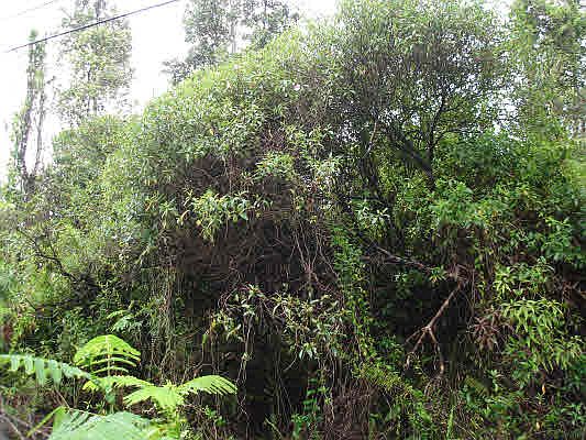 2nd image of King Kamehameha Blvd Lot 8
