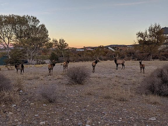 Friendly but wild neighbors